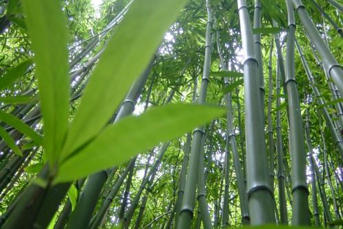 bambou.jpeg